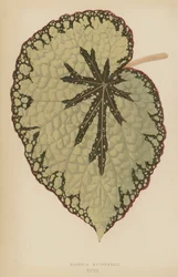 Begonia Marshallii